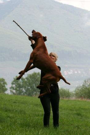 Habi Alex Asilia Löwenschwanz