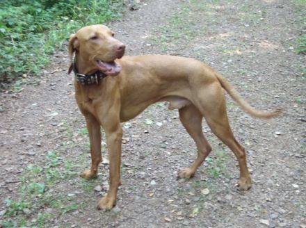 Basti vom Luidpoldplatz (Rufname: Falco)