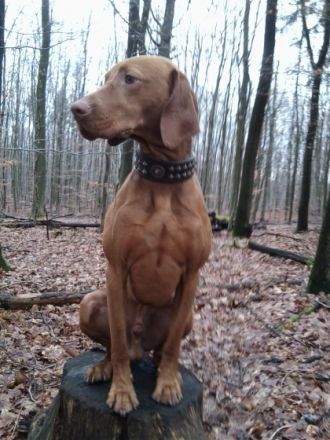 Basti vom Luidpoldplatz (Rufname: Falco)