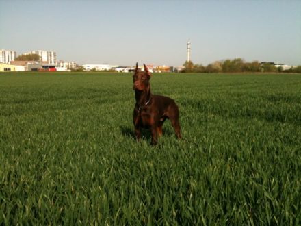 Tyson Guard of the Triumphal FCI