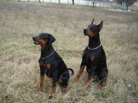 Tyson Guard of the Triumphal FCI