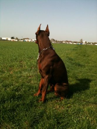 Tyson Guard of the Triumphal FCI