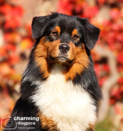 Hoeke's Slow Motion Daydream DNA-VP