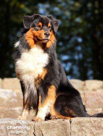 Hoeke's Slow Motion Daydream DNA-VP