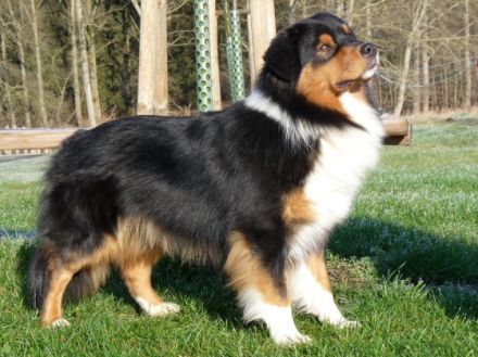 Hoeke's Slow Motion Daydream DNA-VP