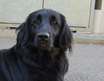 Flats of the rising sun