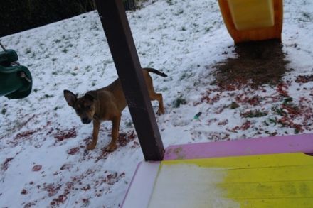 Baikal (Boxer Mischling)