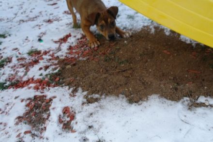 Baikal (Boxer Mischling)