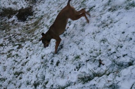 Baikal (Boxer Mischling)