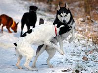 Tierphysiotherapie Claudia Brune und Käthes Barferei