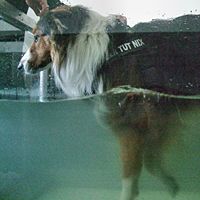 Tierphysiotherapie Claudia Brune und Käthes Barferei