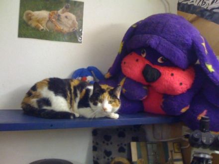 Tierheilpraxis 4 Pfötchen