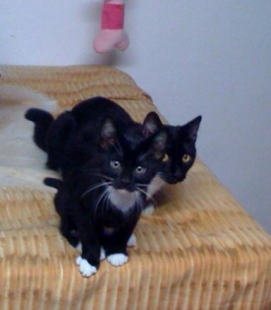 Tierheilpraxis 4 Pfötchen