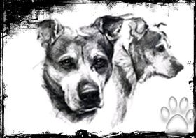 Hundeschule Schweinfurt