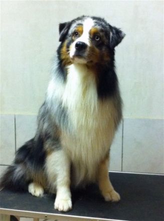 Troublemaker's Lucky Star Liam