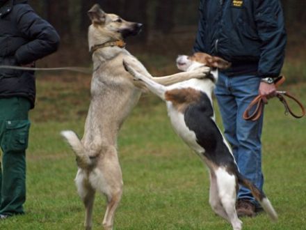 Hundespielplatz in Ratzeburg