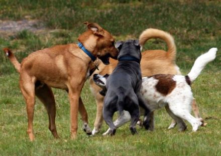 Hundespielplatz in Ratzeburg