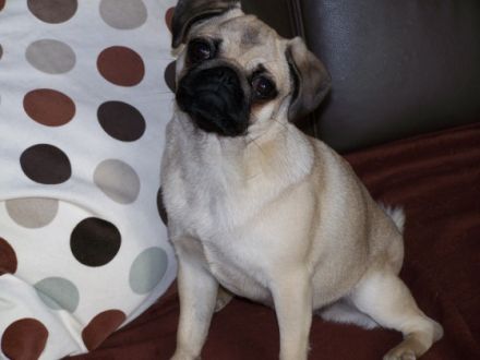 Everybody´s Darling