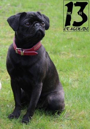 Everybody´s Darling