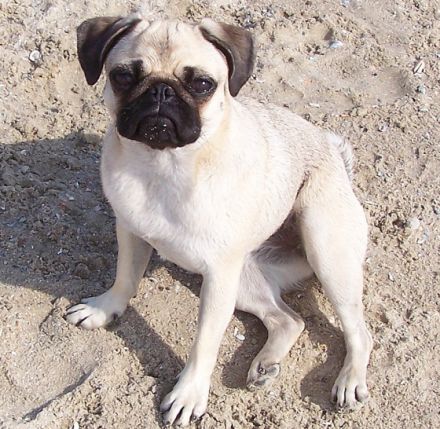 Everybody´s Darling