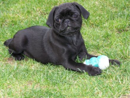 Everybody´s Darling