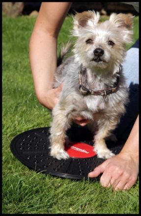 Mobile Hundephysiotherapie Astrid Helmgens