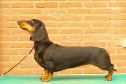 von Stachowskis Lacknasen