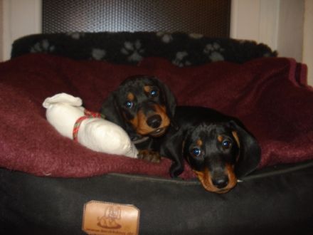 von Stachowskis Lacknasen