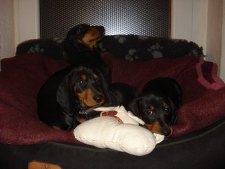 von Stachowskis Lacknasen