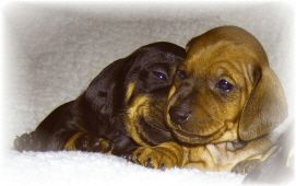 von Stachowskis Lacknasen