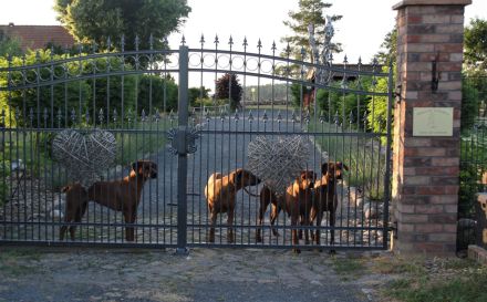 Rhodesian Ridgeback von Lugathoba