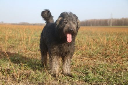 mit der treuen Seele