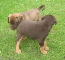 Hundeschule Traum-Hunde