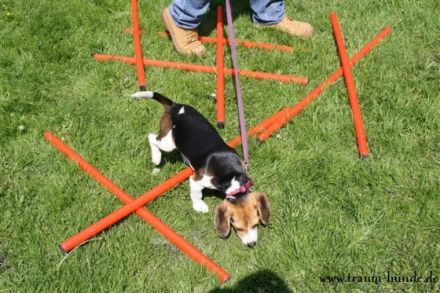 Hundeschule Traum-Hunde