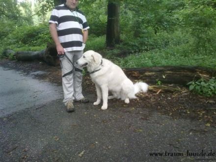 Hundeschule Traum-Hunde