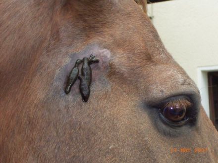 Praxis für Tiernaturheilkunde; Barbara Gehrmann