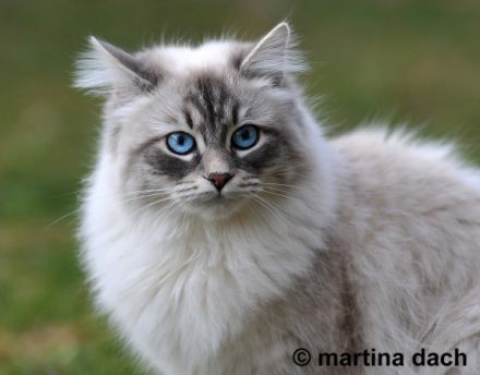 Bajun´s Sibirische Katzen und Neva Masquarade