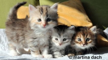 Bajun´s Sibirische Katzen und Neva Masquarade