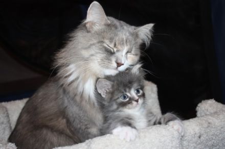 Bajun´s Sibirische Katzen und Neva Masquarade