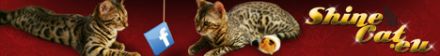 Shine Cat