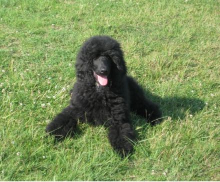 Heavens Noah lo noir Phantome