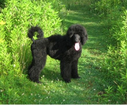 Heavens Noah lo noir Phantome