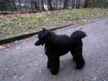 Heavens Noah lo noir Phantome