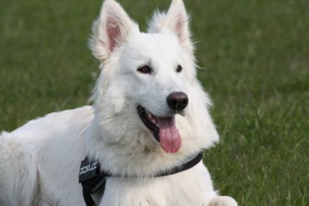 Perro Blanco Crusher Calypso