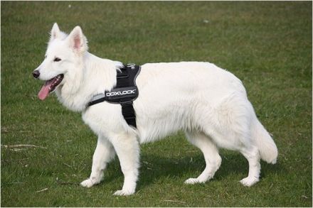 Perro Blanco Crusher Calypso