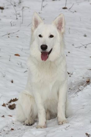 Perro Blanco Crusher Calypso