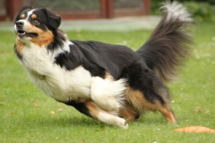 DC-Miracle's Sun in my Hand "Happy"