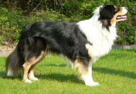 DC-Miracle's Sun in my Hand "Happy"