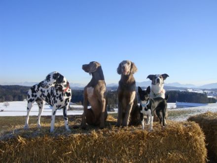 Hundeschule "hundsmäßig"