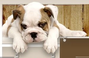 Hundeschule und Pension Möller